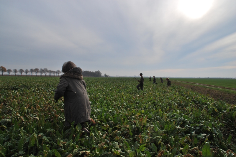 Walk-up in the sugar beet