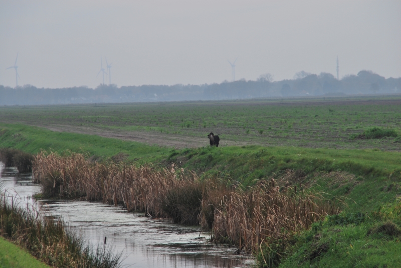 Myra's eerste warme fazantenapport