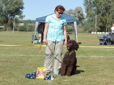 © Jagdspaniel Klub LG Hessen